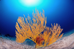 Yellow sea fan in the seabed of Tenerife, Canary Islands,... by Jorge Sorial 